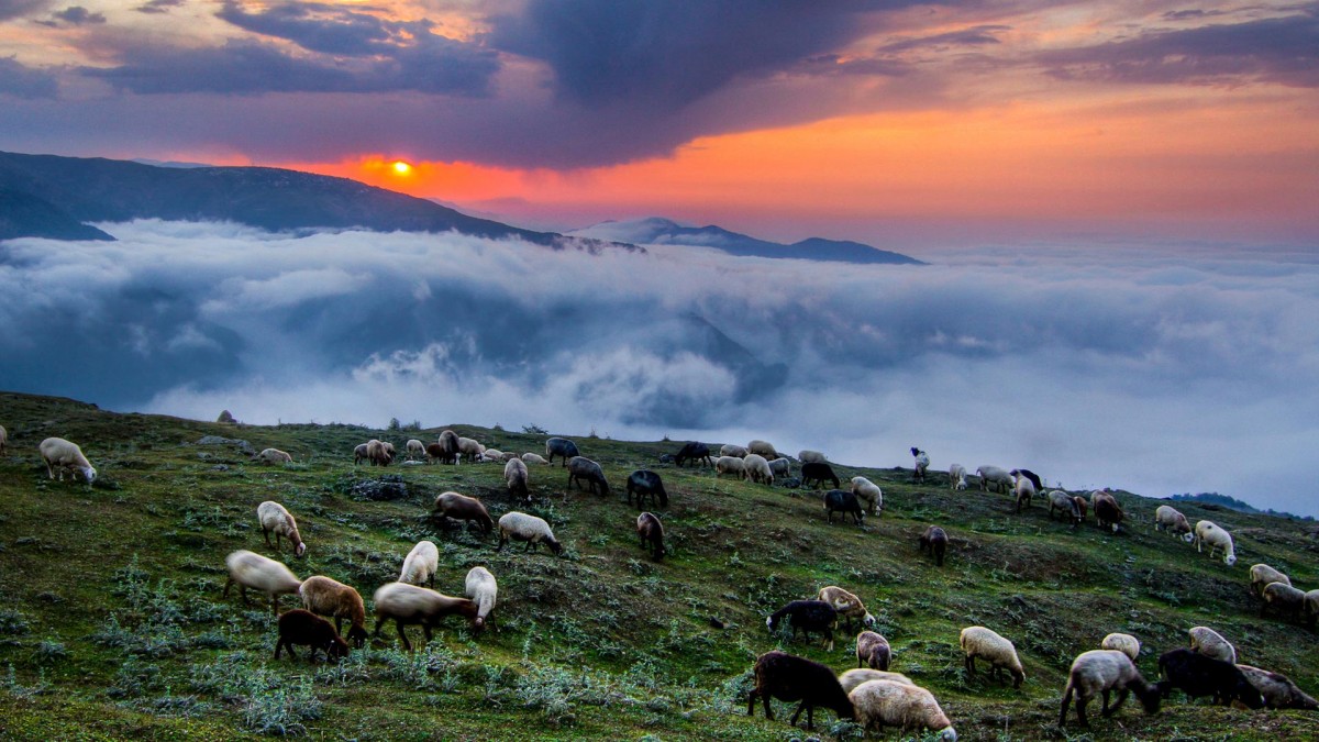 گوسفند-دشت-مرتع